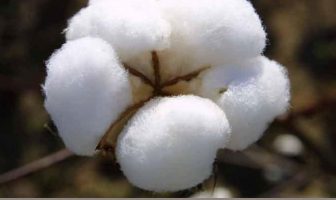 Image with missing alt attribute found on healthbenefitstimes.com