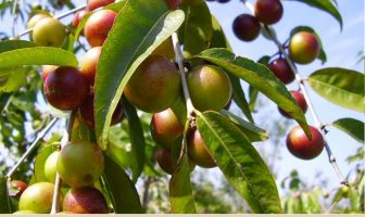 Image with missing alt attribute found on healthbenefitstimes.com