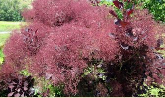 Image with missing alt attribute found on healthbenefitstimes.com