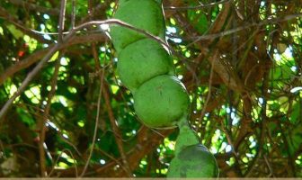 Image with missing alt attribute found on healthbenefitstimes.com