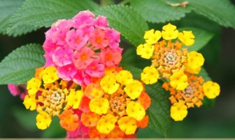 Image with missing alt attribute found on healthbenefitstimes.com