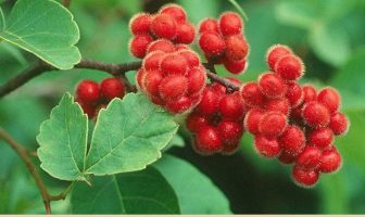 Image with missing alt attribute found on healthbenefitstimes.com