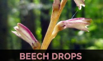 Image with missing alt attribute found on healthbenefitstimes.com