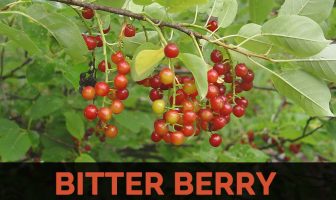 Image with missing alt attribute found on healthbenefitstimes.com