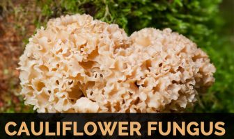 Image with missing alt attribute found on healthbenefitstimes.com