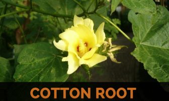 Image with missing alt attribute found on healthbenefitstimes.com