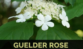 Image with missing alt attribute found on healthbenefitstimes.com