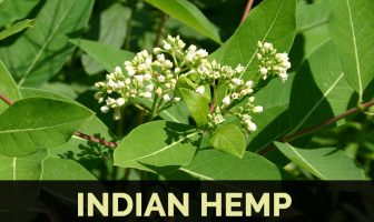 Image with missing alt attribute found on healthbenefitstimes.com