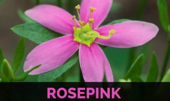 Image with missing alt attribute found on healthbenefitstimes.com