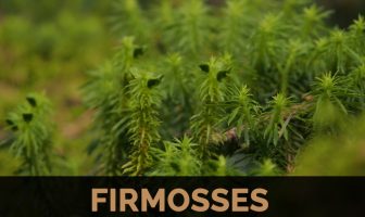 Image with missing alt attribute found on healthbenefitstimes.com