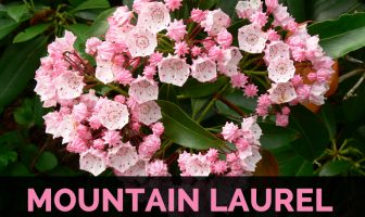 Image with missing alt attribute found on healthbenefitstimes.com