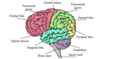 trauma, childhood trauma