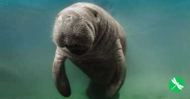 Florida Manatees Are No Longer Endangered