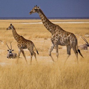 Image with missing alt attribute found on holidaymoods.in