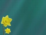 Daffodil PowerPoint Templates