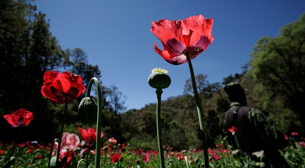 Image with missing alt attribute found on insightcrime.org