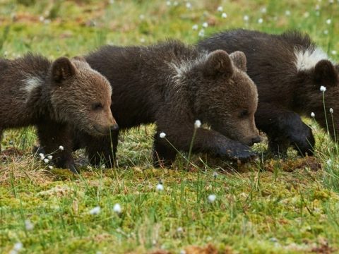 Image with missing alt attribute found on isixsigma.com