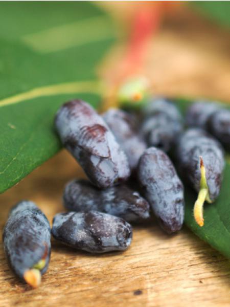 Ch&egrave;vrefeuille 'Blue Velvet'