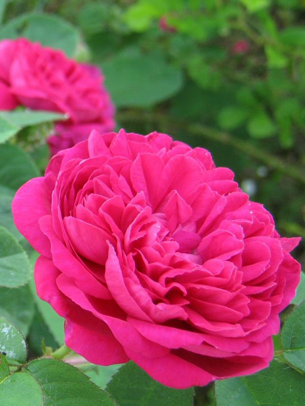 Rosier ancien de Damas 'Rose de Rescht'