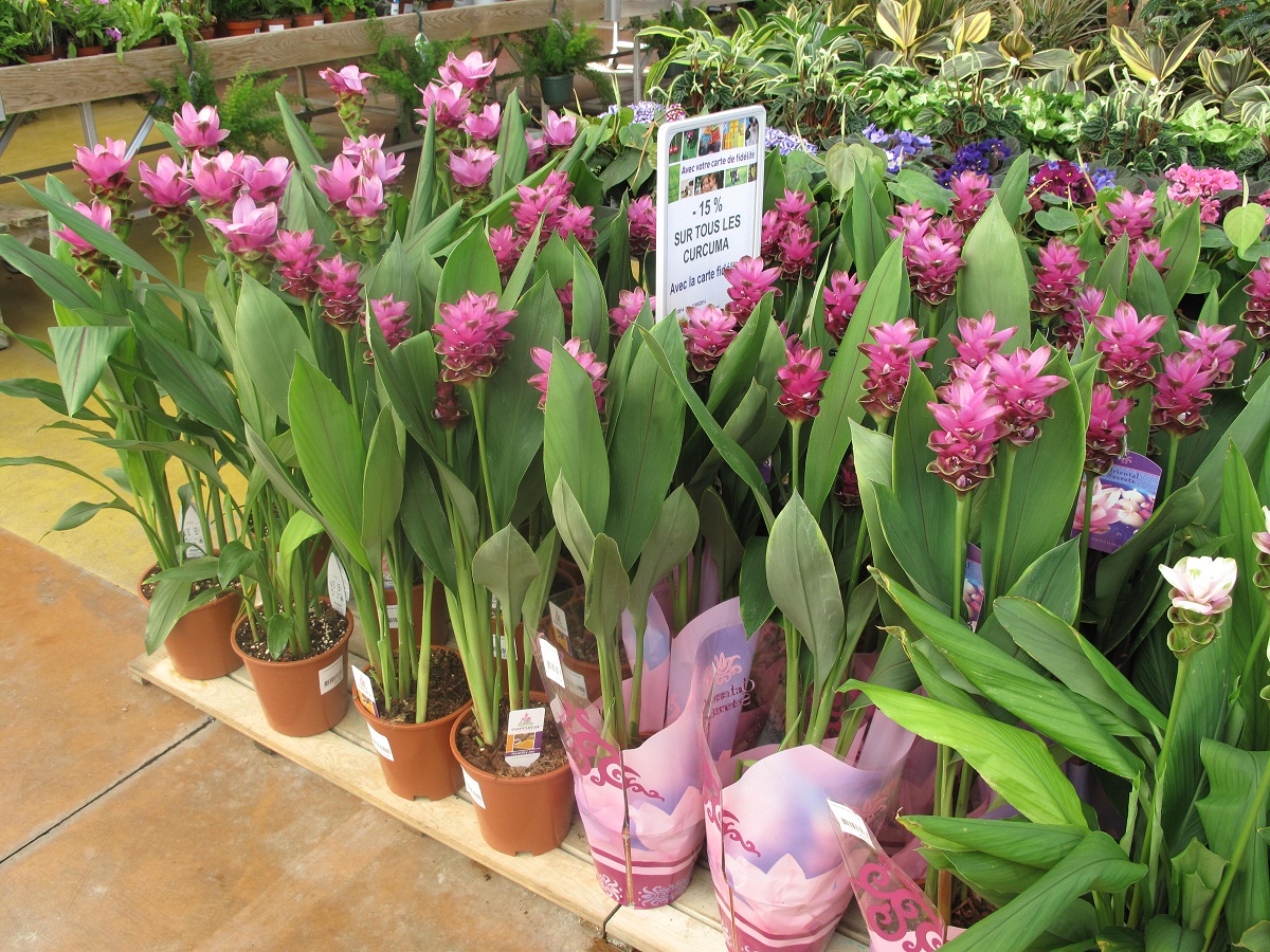 Curcuma alismatifolia en macetas