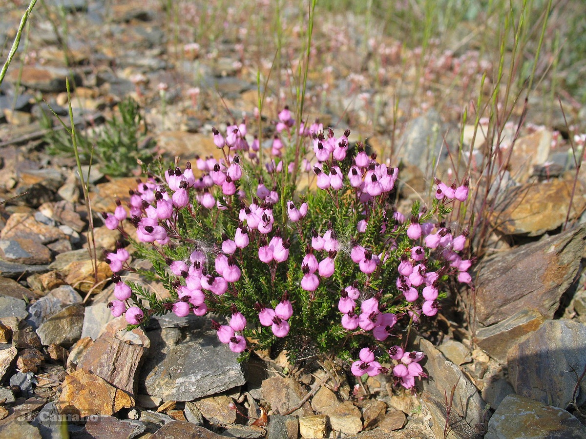 arbusto lleno de flores redondas