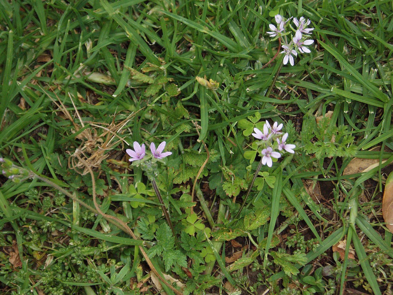 Vista de la planta Erodium en h&aacute;bitat