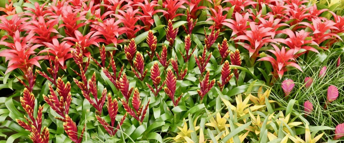 Bromeliad Care 101