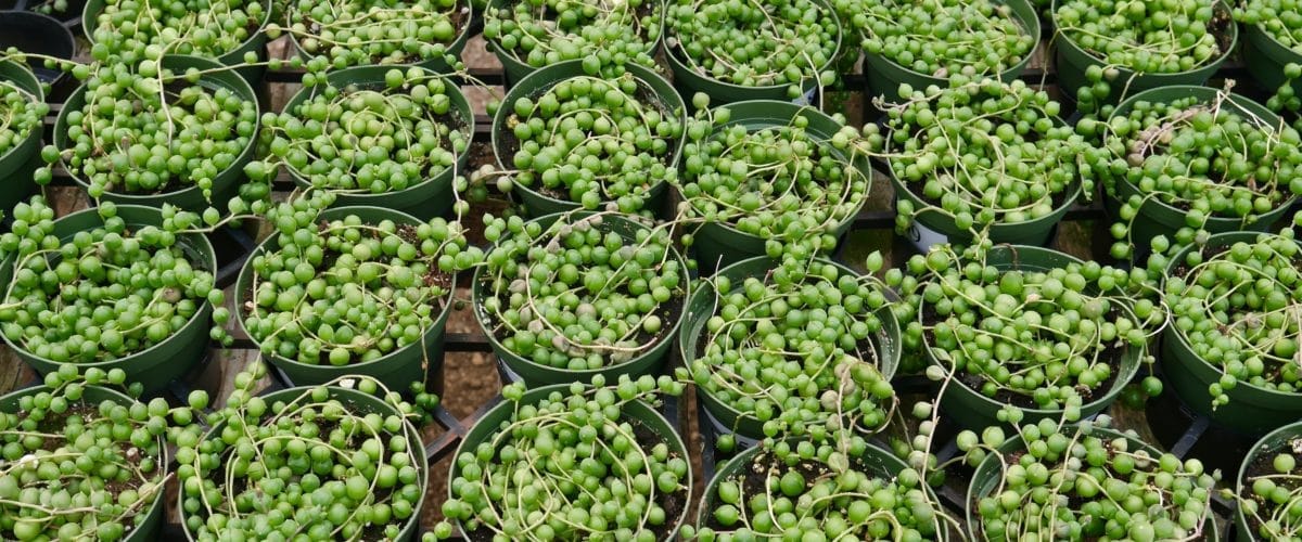 Growing String Of Pearls Succulent Indoors