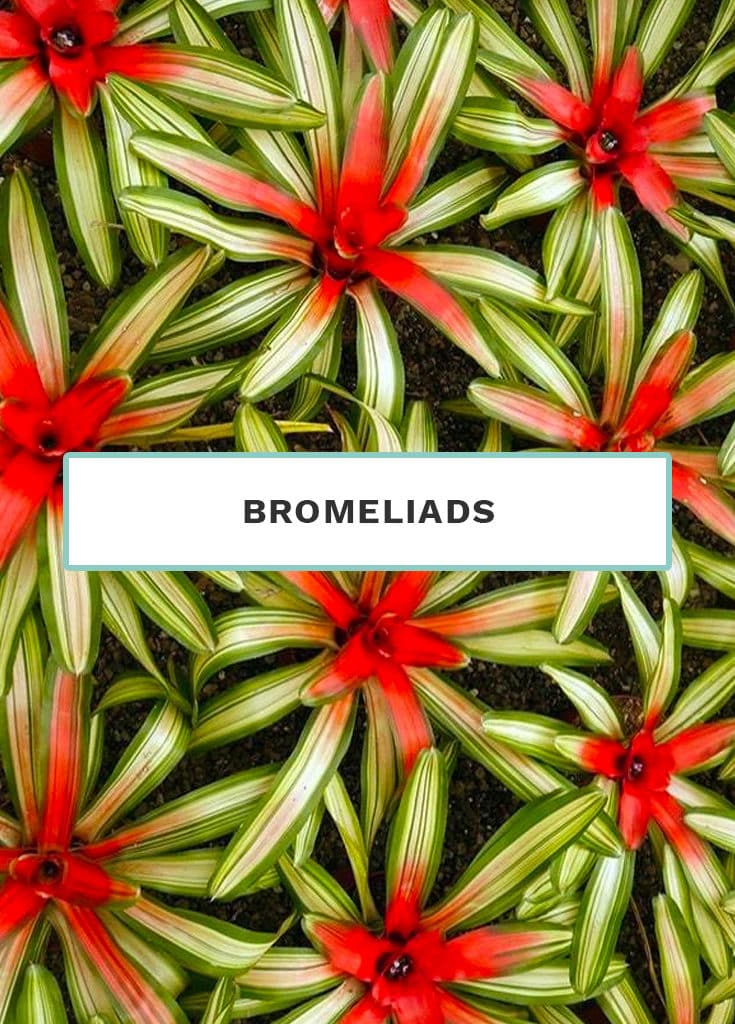 Bromeliads