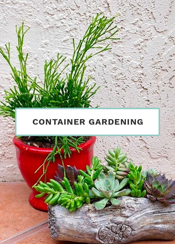 Container Gardening