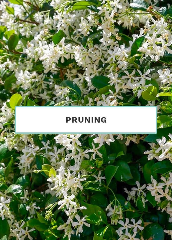 Pruning