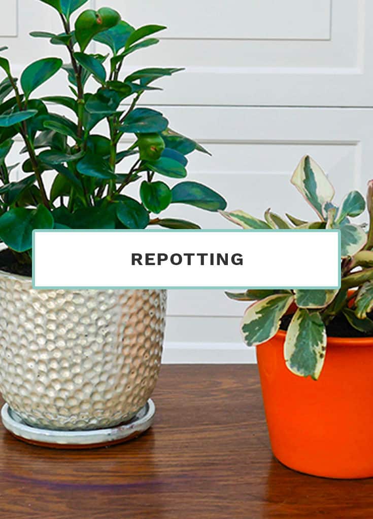 Repotting