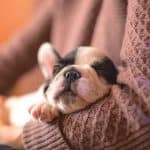 Image with missing alt attribute found on k9web.com