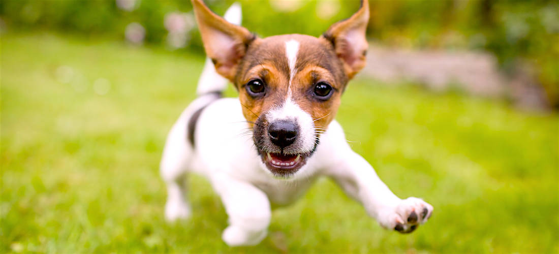 Image with missing alt attribute found on k9web.com