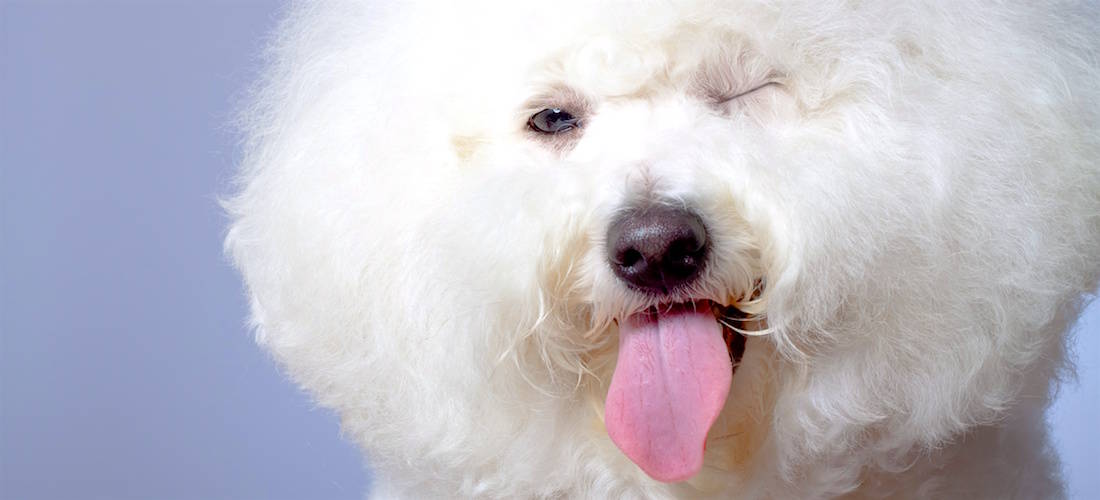 Image with missing alt attribute found on k9web.com