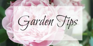 Image with missing alt attribute found on kellyelko.com