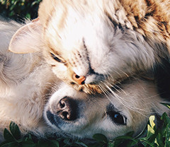 Image with missing alt attribute found on kiwiiz.fr