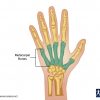 Location of Metacarpal Bones