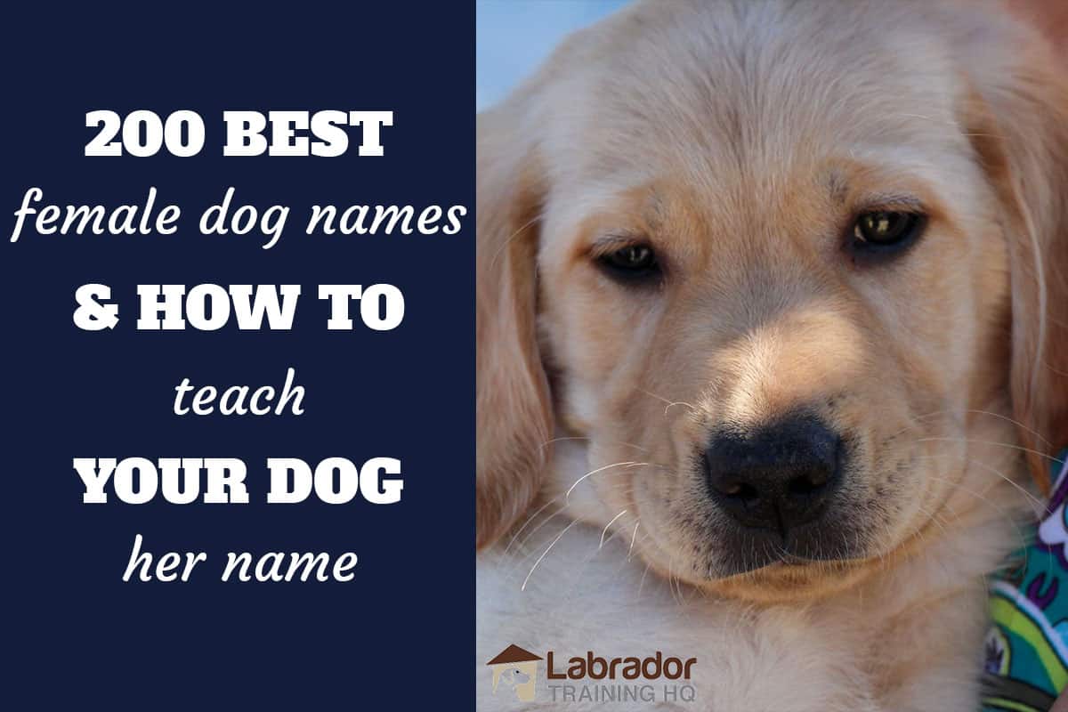 200 Best Femal Dog Names and how to teach your dog her name - Yellow Lab puppy looking into the camera