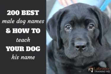 Best Male Dog Names