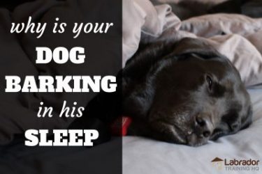 Why is your dog barking in his sleep? - black lab sleeping in bed