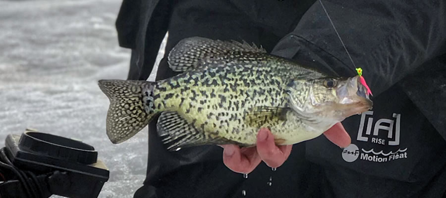 Hunting Walleye at First Ice - The first ice period often offers opportunities to catch aggressive walleye in shallow water.
