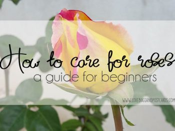 How to care for roses - a guide for beginners