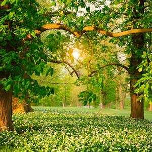 maderas frondosas - madeiras folhosas - bois des feuillus - hardwoods