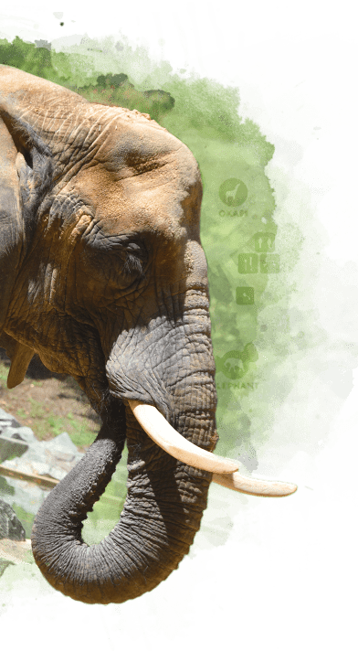 Image with missing alt attribute found on marylandzoo.org