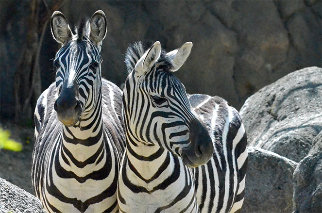 Image with missing alt attribute found on marylandzoo.org