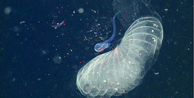 Image with missing alt attribute found on mbari.org