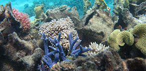 Image with missing alt attribute found on mbari.org