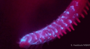 Image with missing alt attribute found on mbari.org