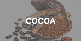 cocoa - International trading company